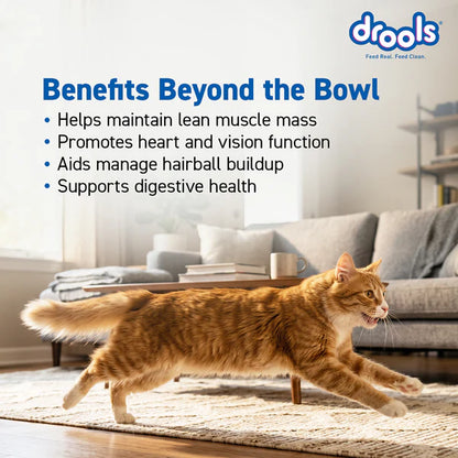 Drools Real Chicken Adult Cat Dry Food
