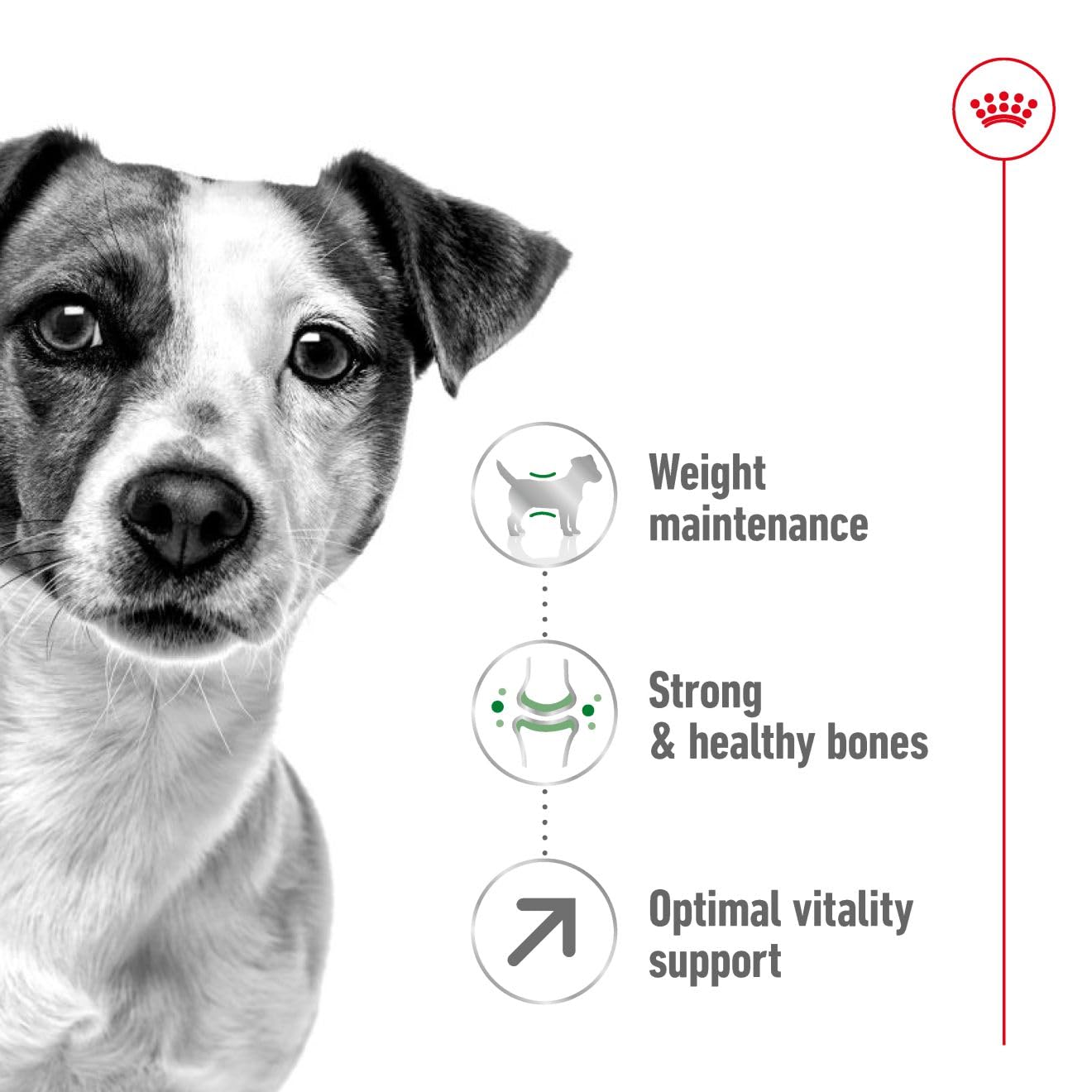 Royal Canin Mini Adult Dry Dog Food for 8+ Years Age