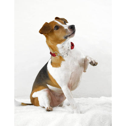 Trixie Premium Stop the Pull Collar (S-M, Cherry RED)