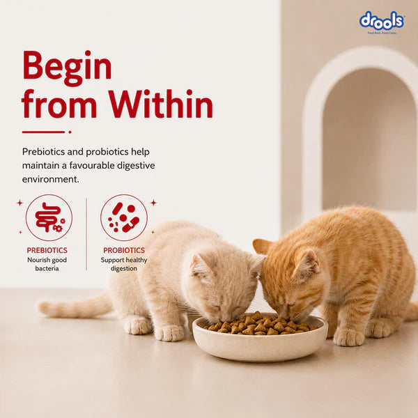 Drools Mackerel Kitten Cat Dry Food 1KG